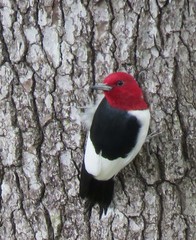 Melanerpes erythrocephalus