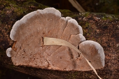 Hexagonia tenuis