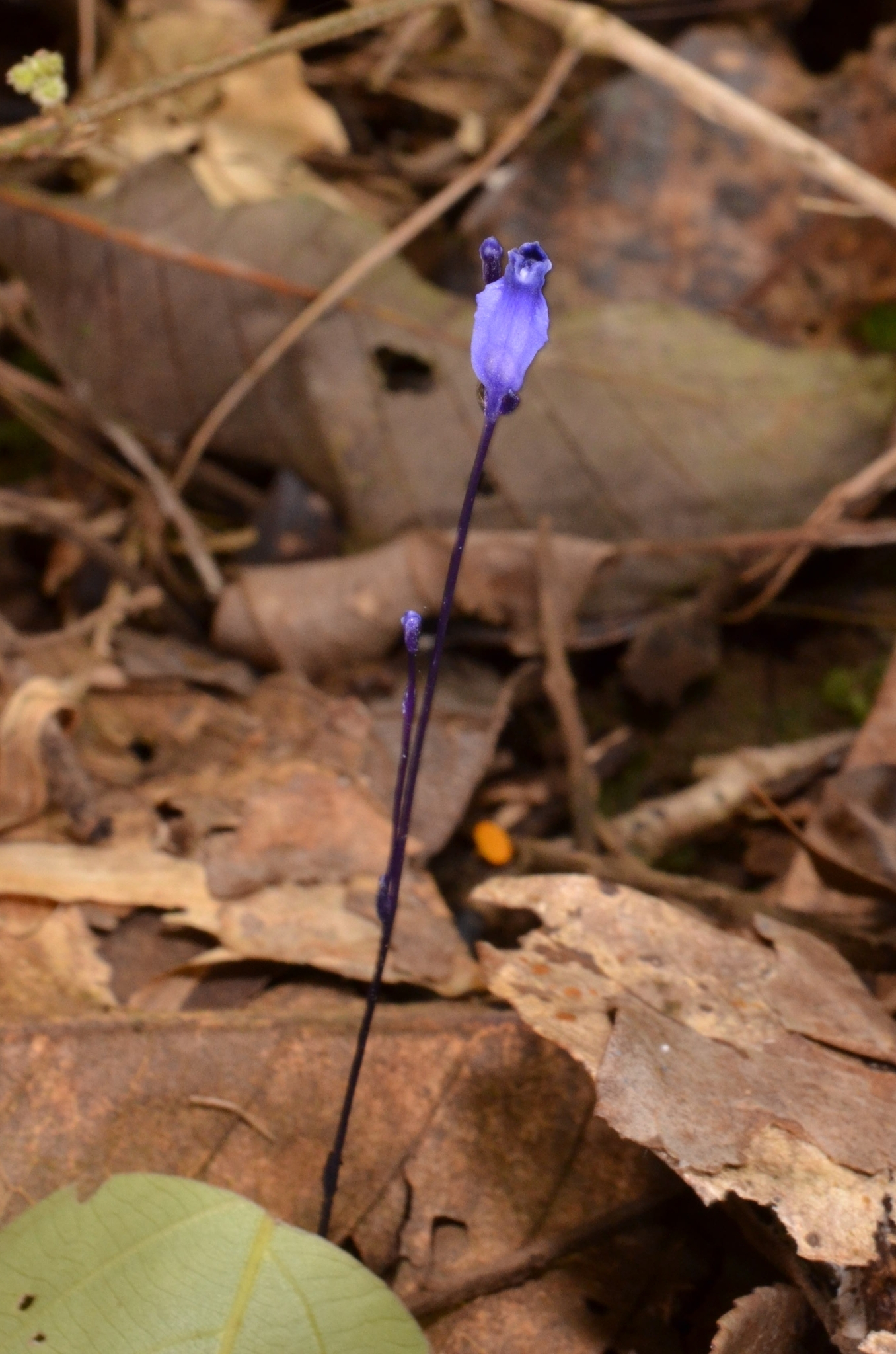 Burmannia wallichii (Burmannia wallichii)