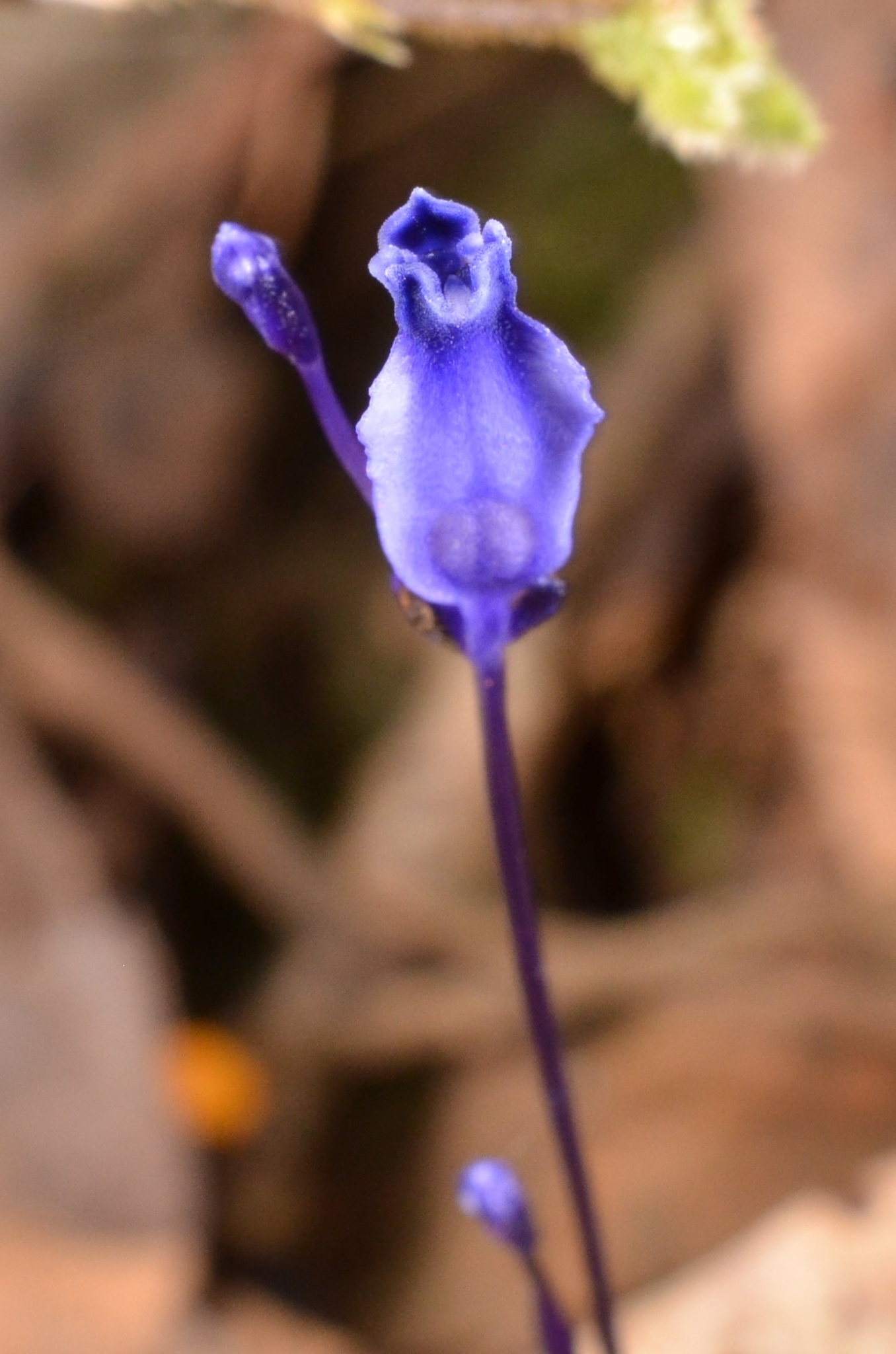 Burmannia wallichii — ảnh 2