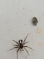 Theridiidae