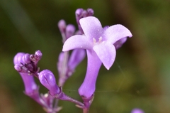 Hedyotis