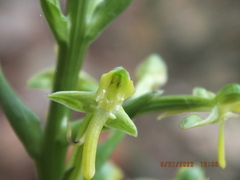 Habenaria floribunda