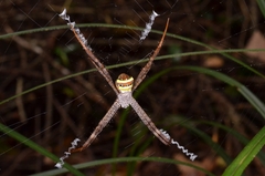 Argiope versicolor