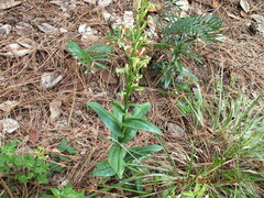 Habenaria floribunda