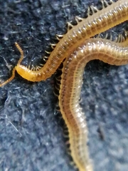 Henia vesuviana