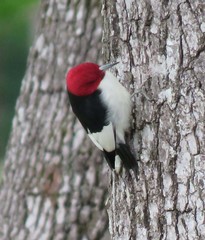 Melanerpes erythrocephalus