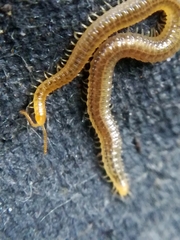Henia vesuviana