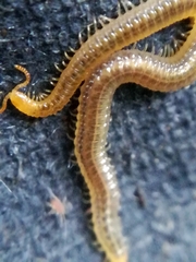 Henia vesuviana