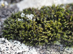 Grimmia decipiens