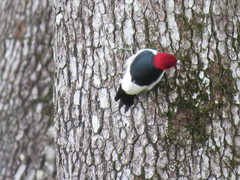 Melanerpes erythrocephalus