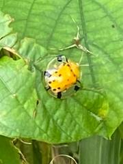 Aspidimorpha miliaris