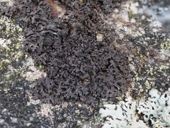 Montanelia disjuncta