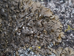 Xanthoparmelia loxodes