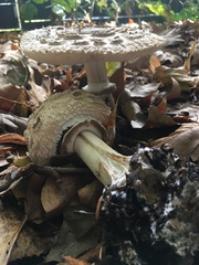 Chlorophyllum rhacodes