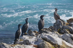 Phalacrocorax featherstoni