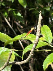 Orchithemis pulcherrima