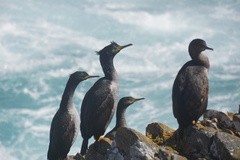 Phalacrocorax featherstoni