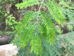 Adenanthera pavonina