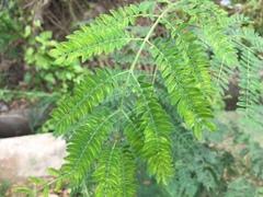 Adenanthera pavonina