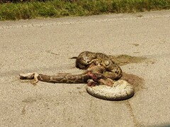Python bivittatus