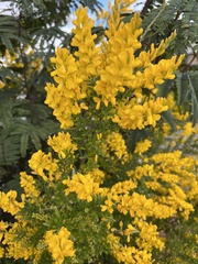 Genista stenopetala
