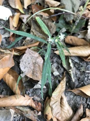 Eclipta prostrata