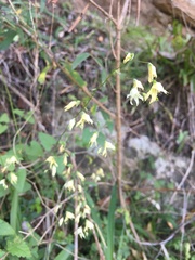 Melasphaerula graminea