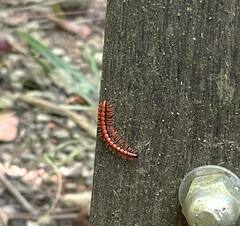 Helicorthomorpha holstii