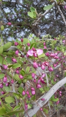 Securidaca longepedunculata