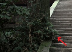 Cunninghamia lanceolata