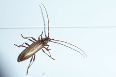 Eburida quadriguttata