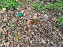 Boloria euphrosyne