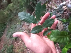 Alectryon tomentosus