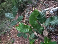 Alectryon tomentosus