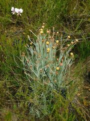 Syncarpha gnaphaloides