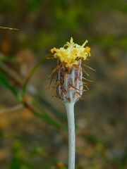 Syncarpha gnaphaloides