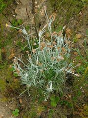 Syncarpha gnaphaloides