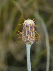 Syncarpha gnaphaloides