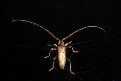 Eburida quadriguttata