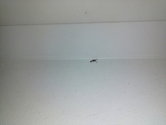 Reddyanus melanodactylus