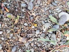 Coccinella undecimpunctata