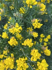 Genista linifolia