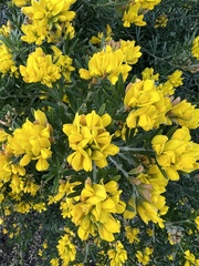 Genista linifolia