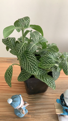 Fittonia