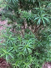 Ozothamnus ferrugineus