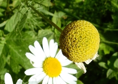 Matricaria chamomilla