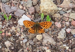 Boloria euphrosyne