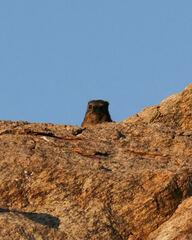 Procavia capensis capensis