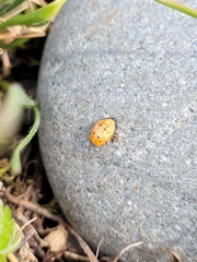 Coccinella undecimpunctata